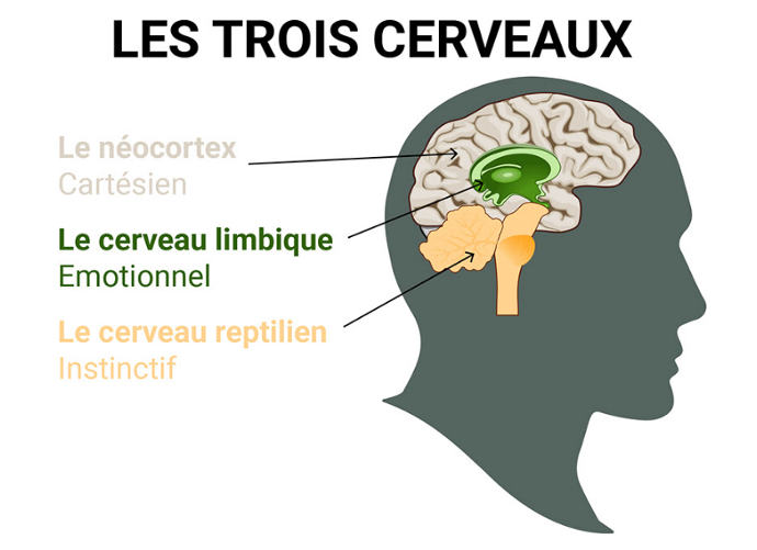 schéma du cerveau néocortex limbique et reptilien